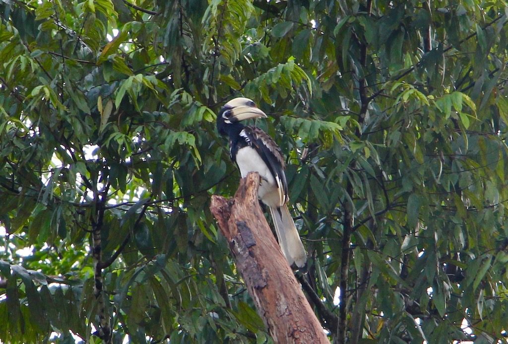 Dzioborożec (Hornbill)